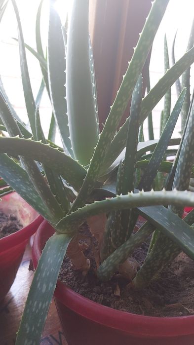 Алое растение 6лет