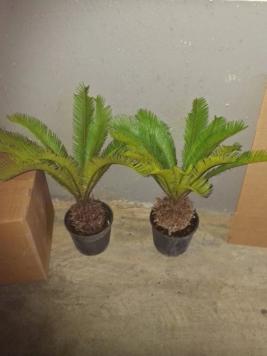 Vând palmieri din Spania Cycas Revolut