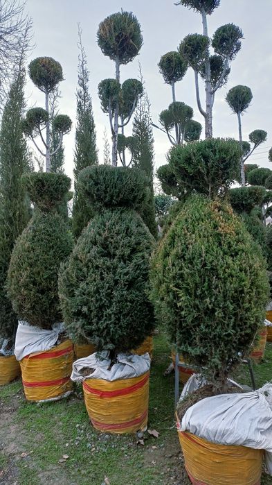 Dastavka xismati bor