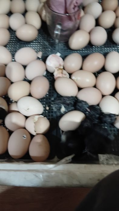 Цеплята Асстерлоп