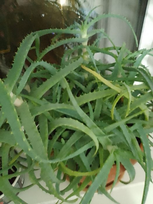 Цветы - комнатные