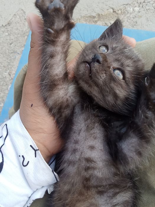 Даю котят в хороши руки