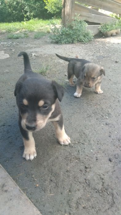 Отдам щенят дворняшки