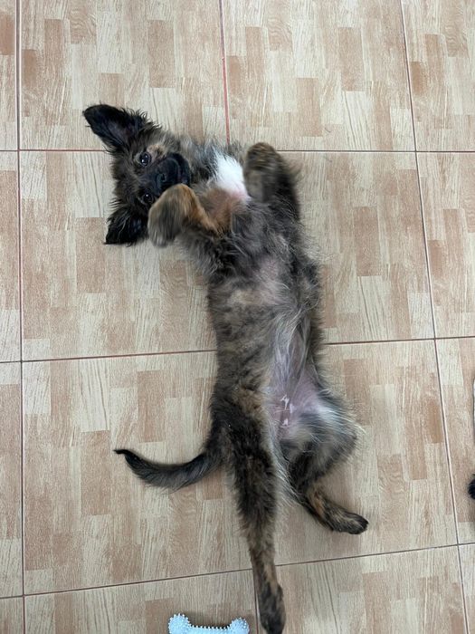 Spre adopție cățelușă jucăușă și iubitoare