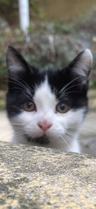 Восхитителни котенца!