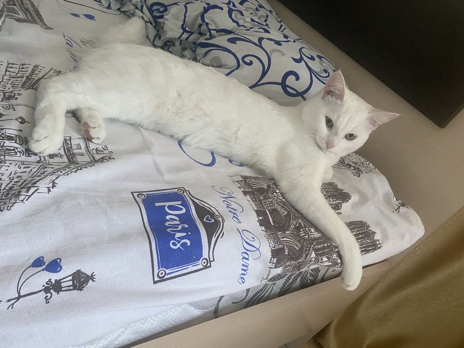 Отдам в хорошие руки кошку