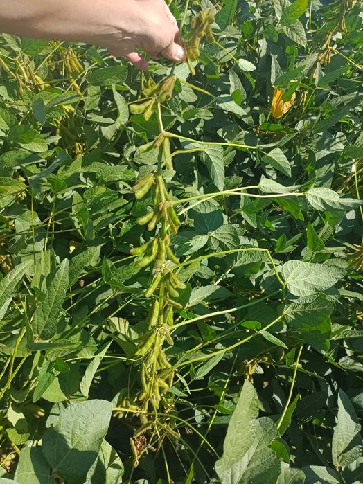 Семена соя (бобы)