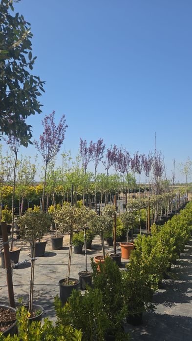 Plante ornamentale