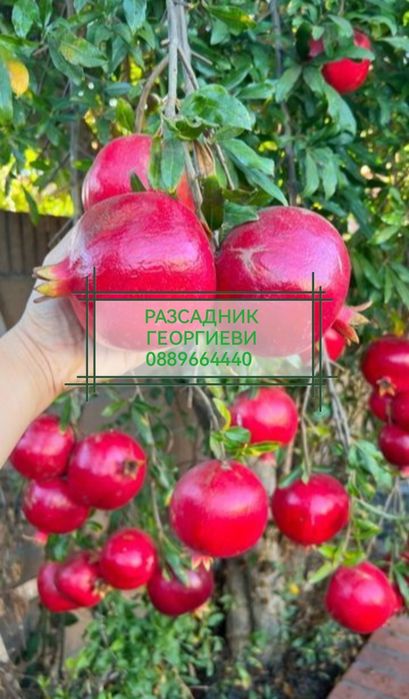 Мини (колонни) овощни дръвчета