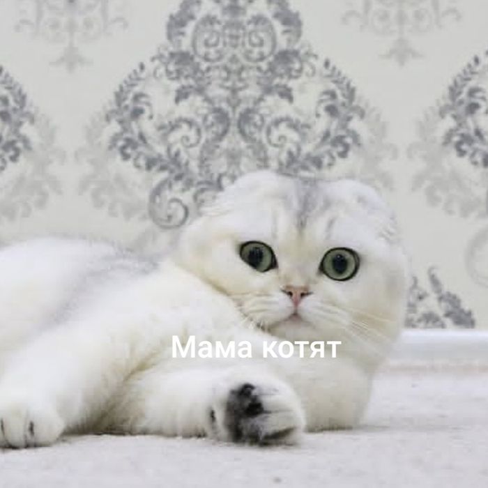Котята шиншиллы фолд и страйты
