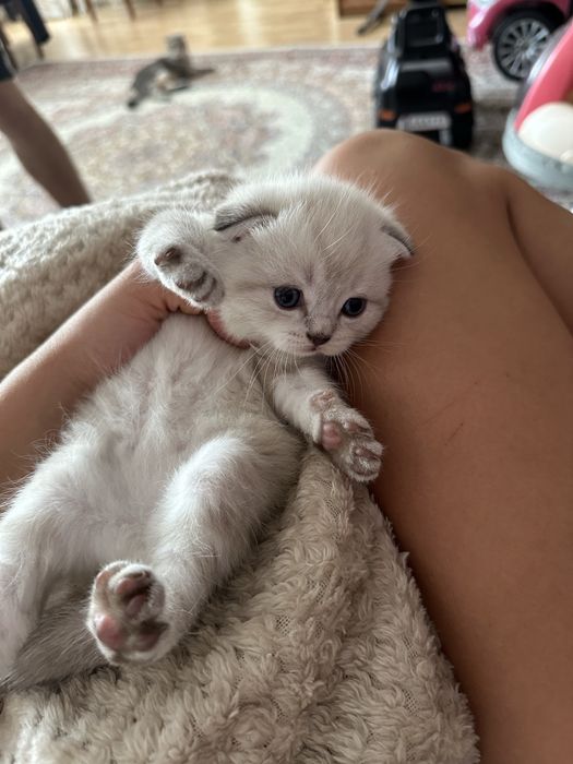 Породистые котята