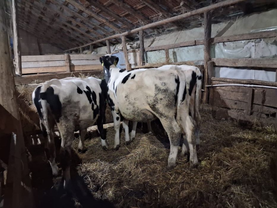 Vând vițele holstein