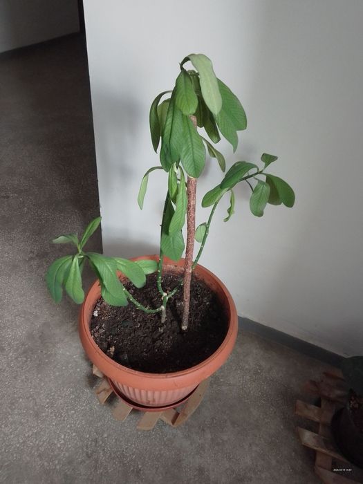 Plante ieftine de interior