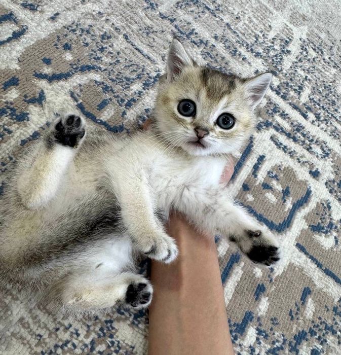 котенок серебристый шиншилла
