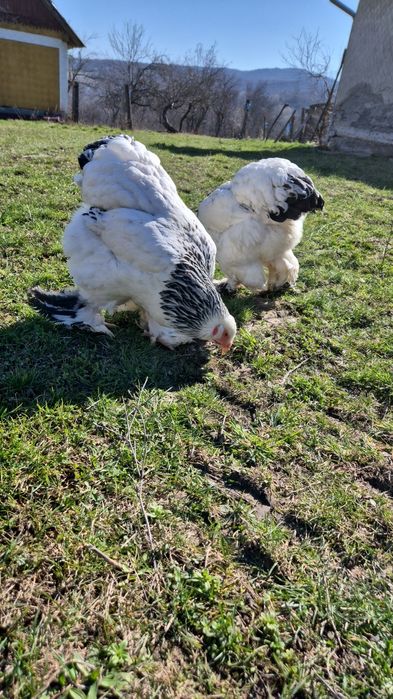 Puicute Brahma Herminat Deschis