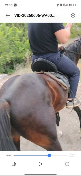 Продается жеребец