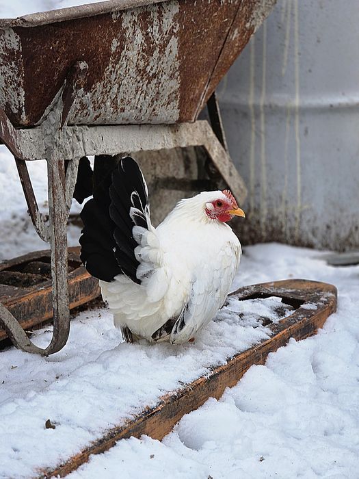 Шабо ярки и петли