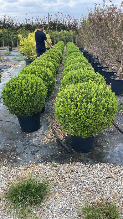 Buxus globular calitate extra (transport gratuit)