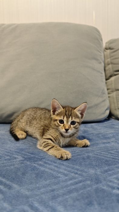 Котята (2 месяца) в добрые руки!