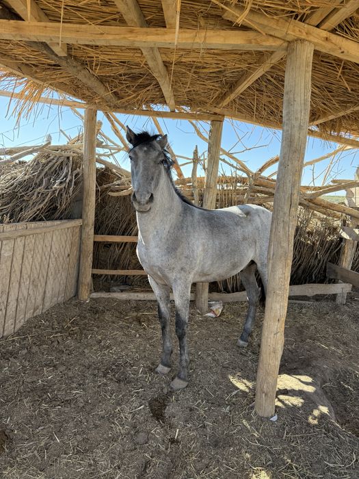 Жылқы сатылады бордақы да тұр