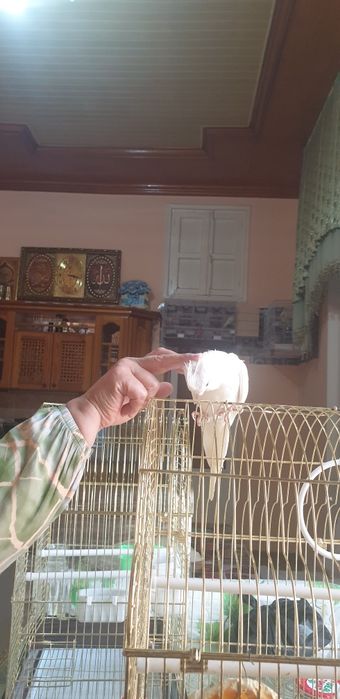 Папугай ручной дубайский