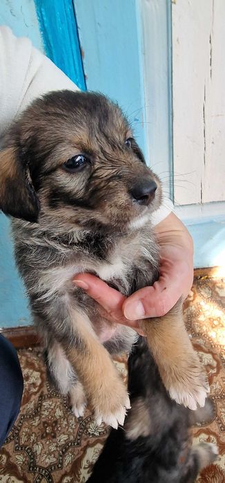 Отдам щенят в добрую семью