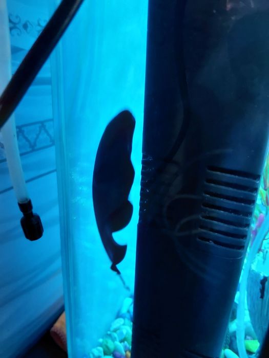 Akvarium ichidagi xamma narsa qoʻshib beriladi baliqlar xam