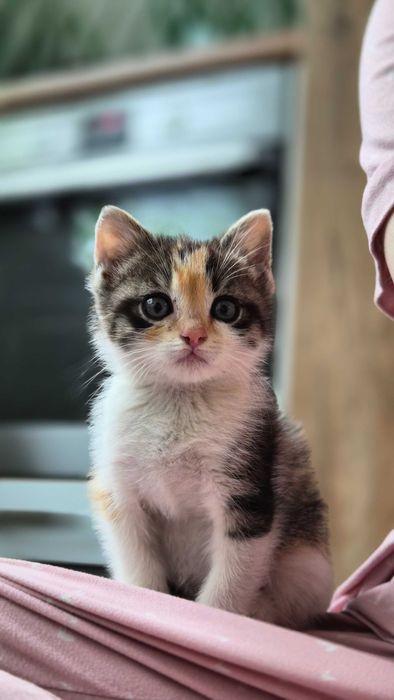 Коте момиченце на 2 месеца