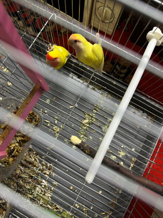 Nerazlushka polaponlari