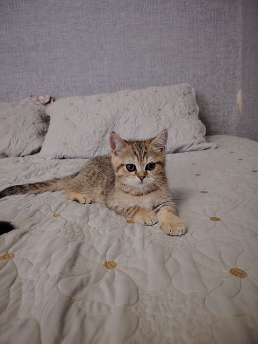 Котята британской шиншиллы