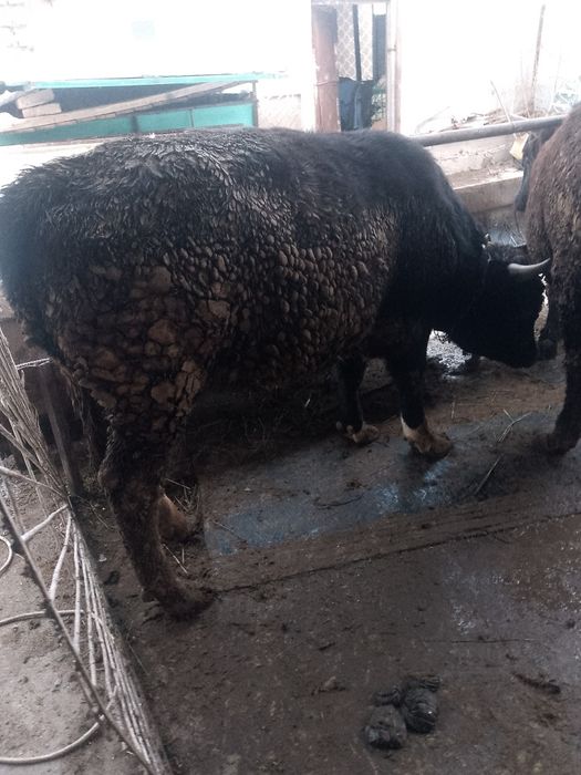 2-х годовалые быки