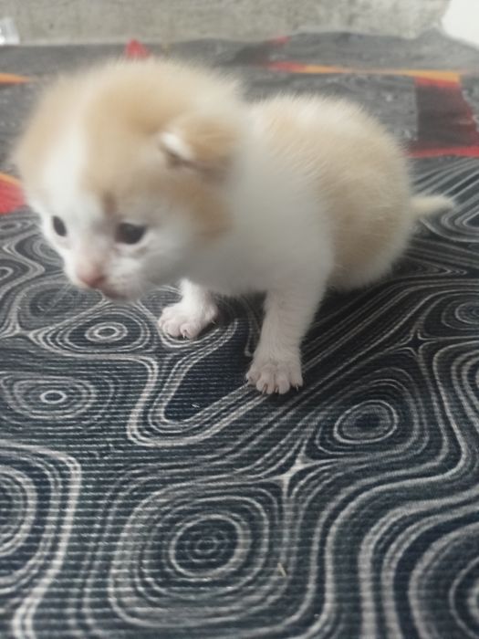 Продам двухнедельных котят