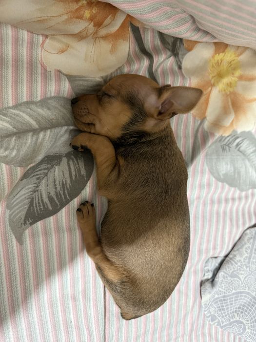 Продам карликовый пинчер девочка