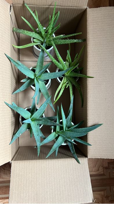 Комнатные цветы Алоэ вера