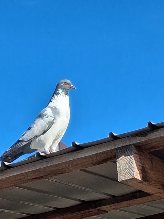 Vand 17 buc de porumbei bine hraniti