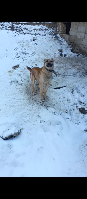 Продам собаку срочно