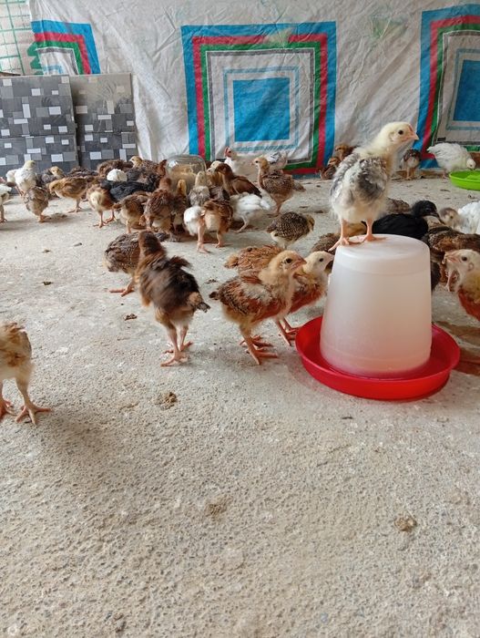 Хан хяп циплята продаются