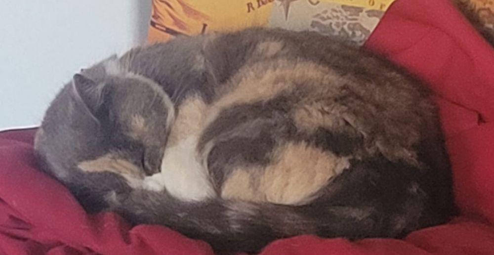 Пропала кошка чего белая