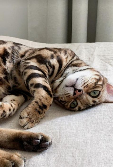 Бенгальские котята на продаже