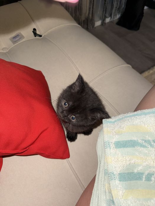 Котенок в добрые руки