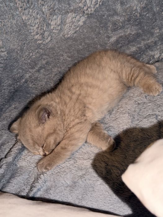 лиловый британский котенок - мальчик