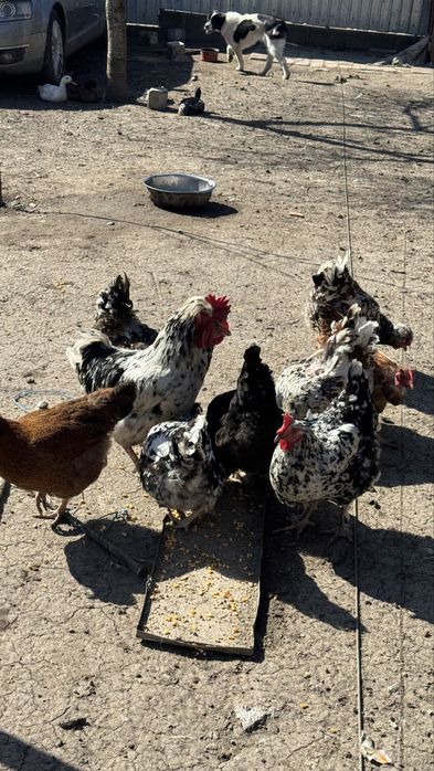 Ouă de casă pentru incubat