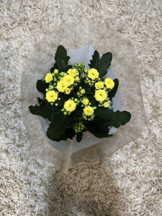 Цветя Каланхое и Антуриум