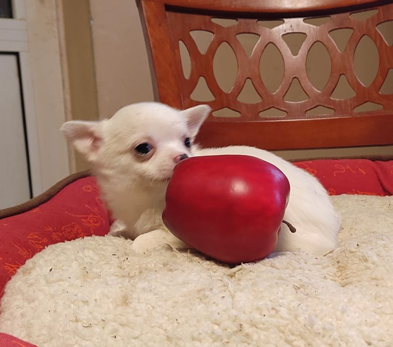 Чихуахуа мини , женско