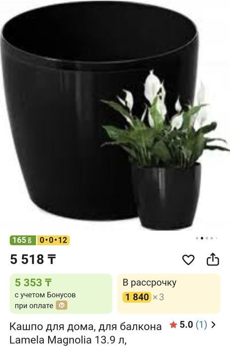 Спатифиллум растение комнатное