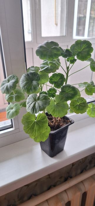 домашные горшочные цветы