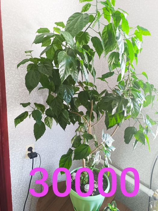 Продам недорого цветы