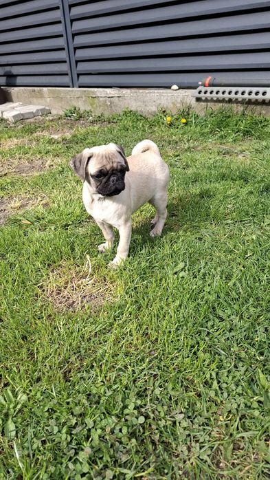 MOPS/pag/pug transport GRATUIT in toata Ro