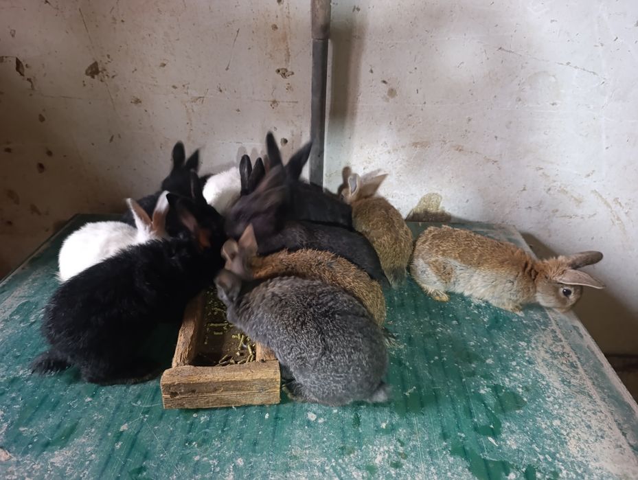 Quyonchala 45 kunli soni 12 ta.