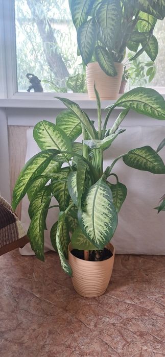 Продам комнатные цветы.